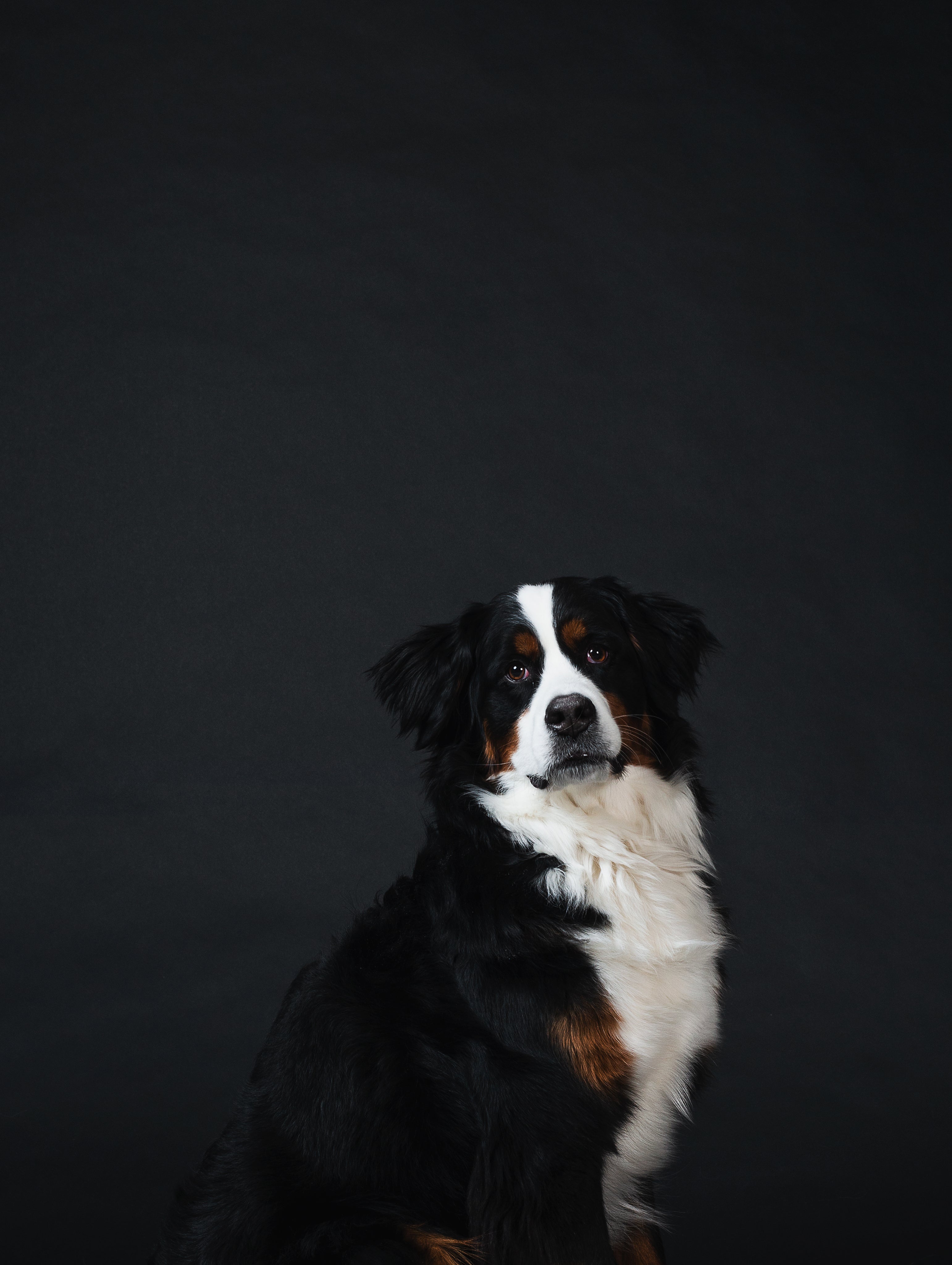 files/bernese-mountain-dog-against-black.jpg